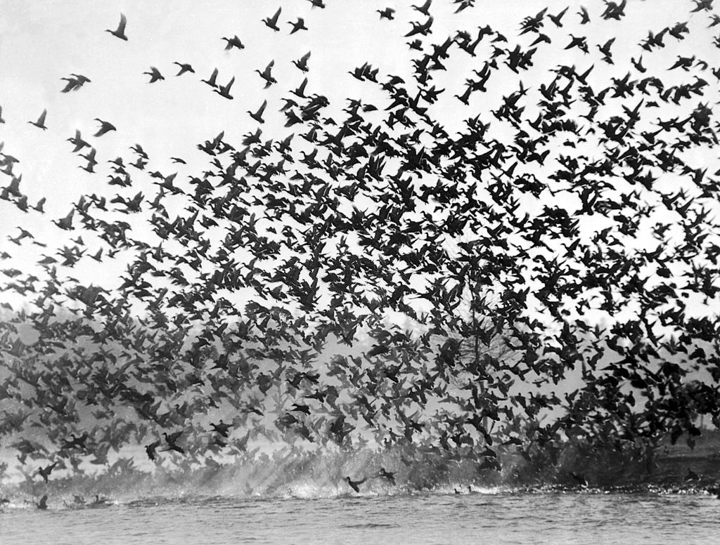 Lake Washington, Seattle 1934