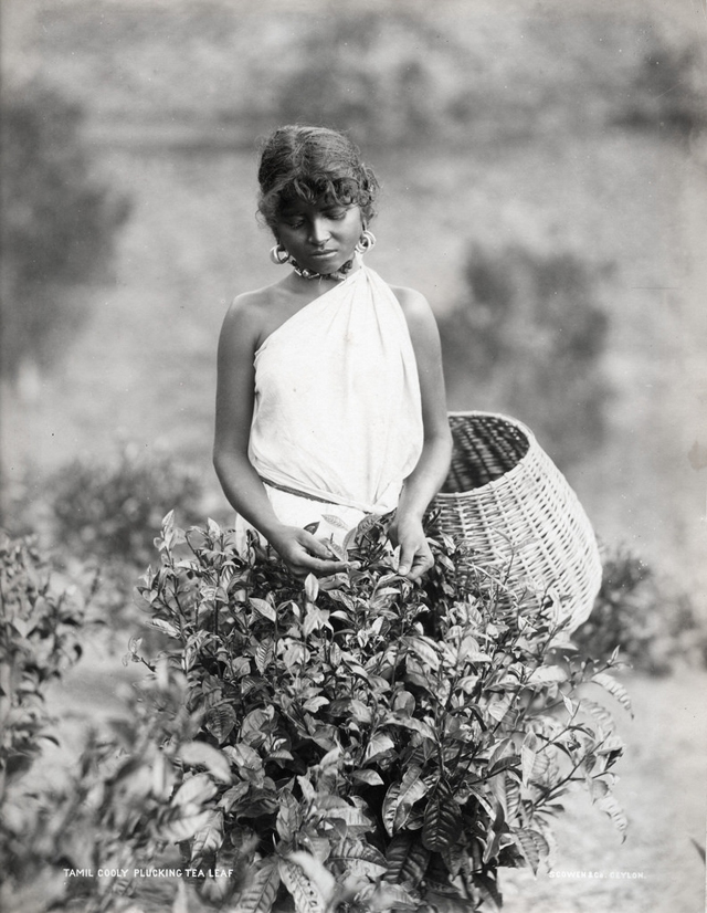 Tamil coolie picking tea, Sri Lanka, 1875