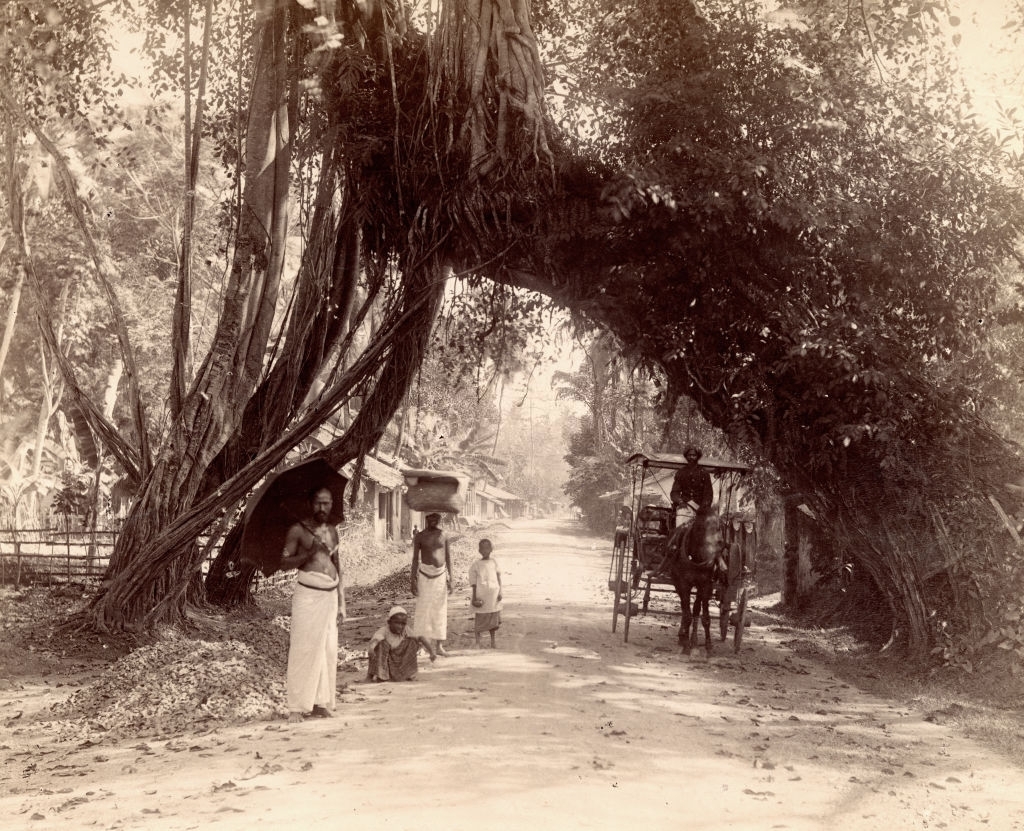 Giant Banyan trees, Sri Lanka, 1880s.