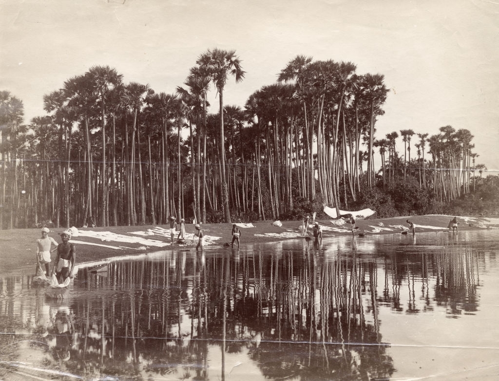 Dhobis under Palmyras, Sri Lanka, 1880s.