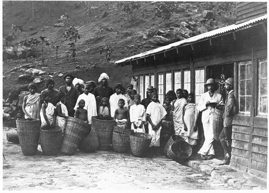 Tea Harvesters Bringing Leaves to Weight Scales, Sri Lanka, 1880s.