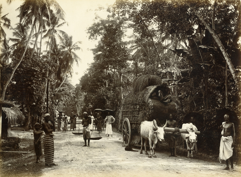 Country road, Colombo, Sri Lanka, 1880s