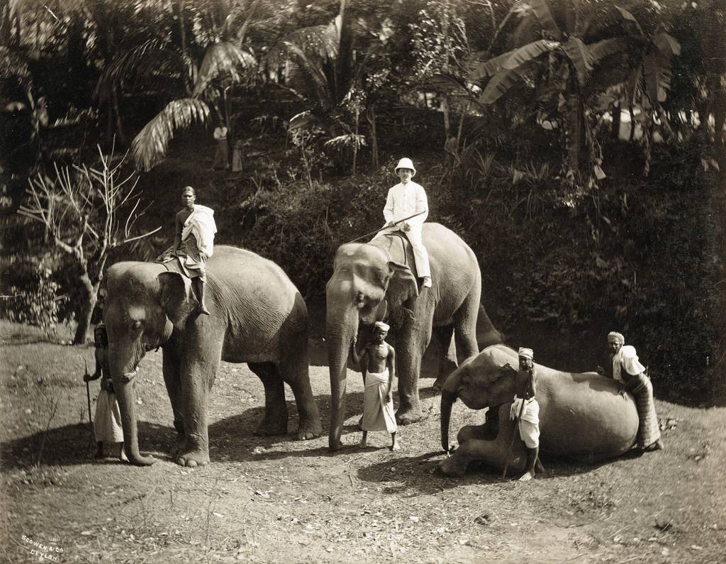 Elephants, Sri Lanka, 1880s