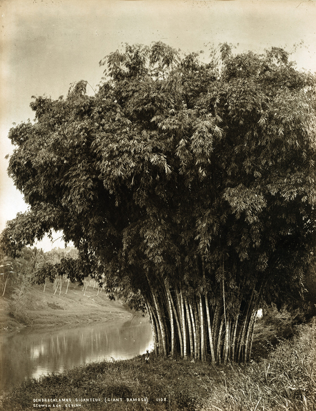 Giant bamboo, Sri Lanka, 1880s