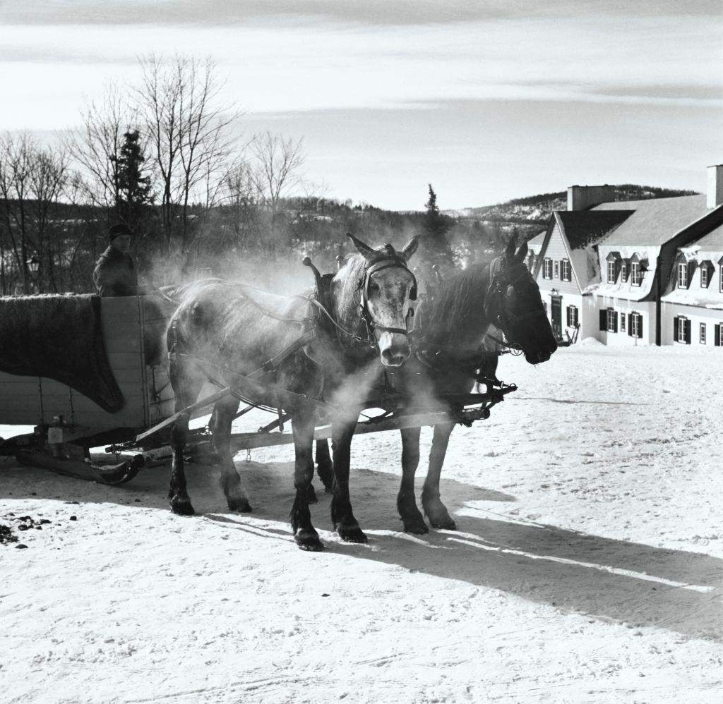 Horses hitched to a sleigh, at the Mont Tremblant ski resort, in Quebec, Canada. Vogue 1940.