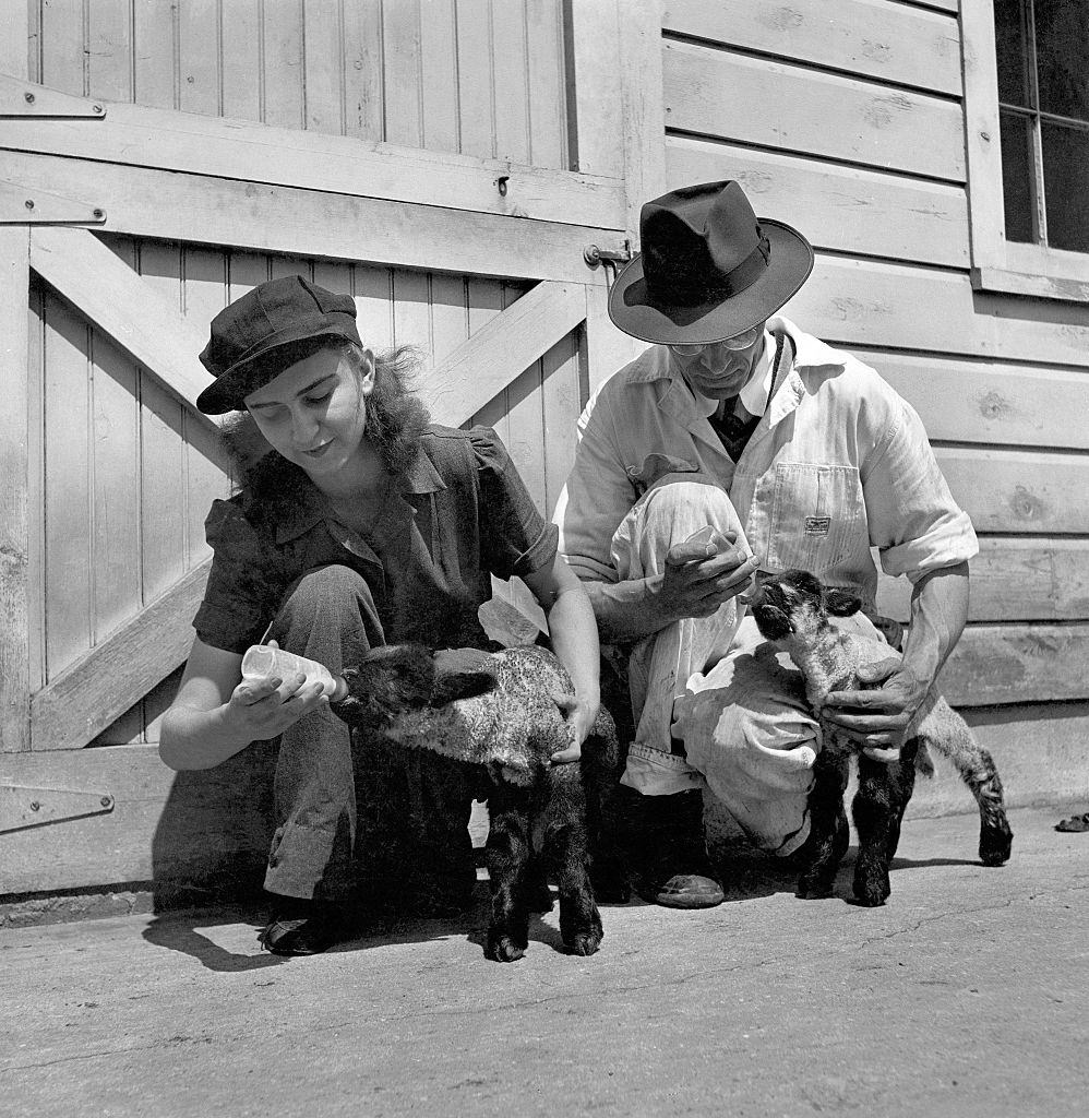 Women's Land Army bottle-feed baby lambs in front of a barn.