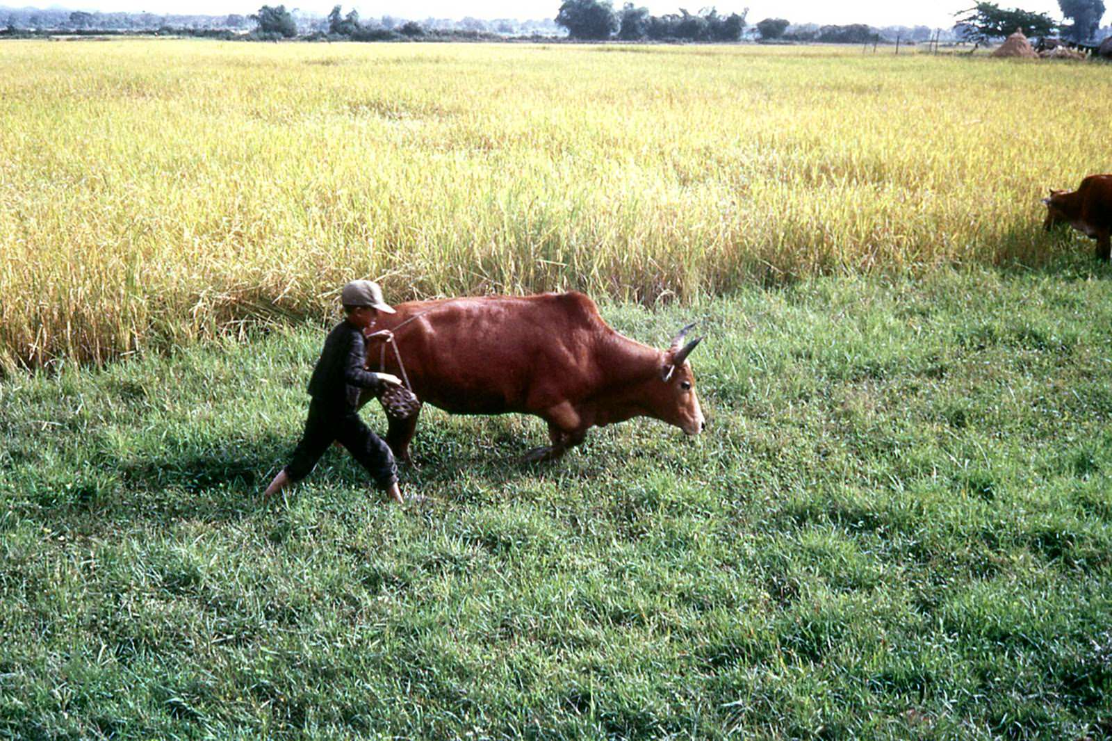 A Vietnamese boy’s daily work, along highway QL-19 near An Khe Pass.