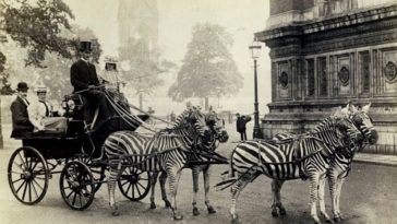 Rare Historical Photos Of People Riding Zebras From The Past