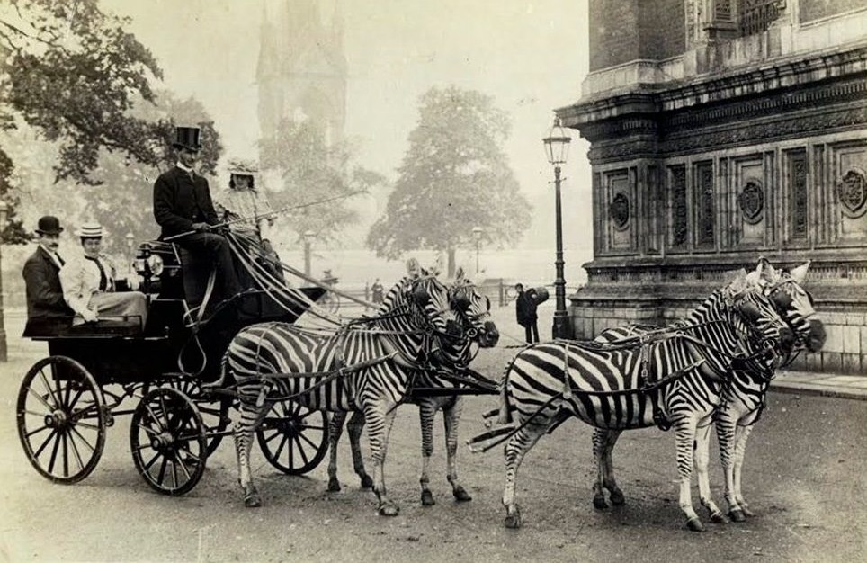 Rare Historical Photos Of People Riding Zebras From The Past