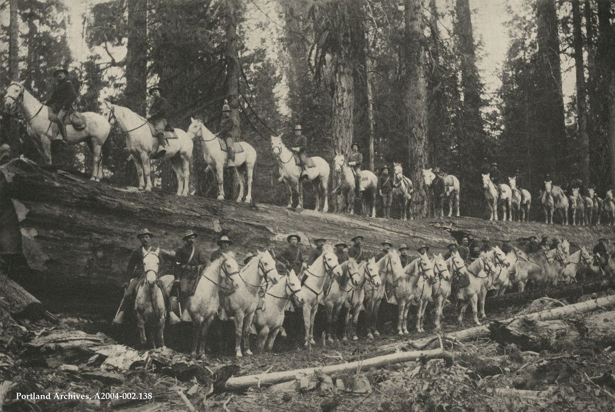A troop of the United States Cavalry posing by a giant fallen tree, circa 1904.