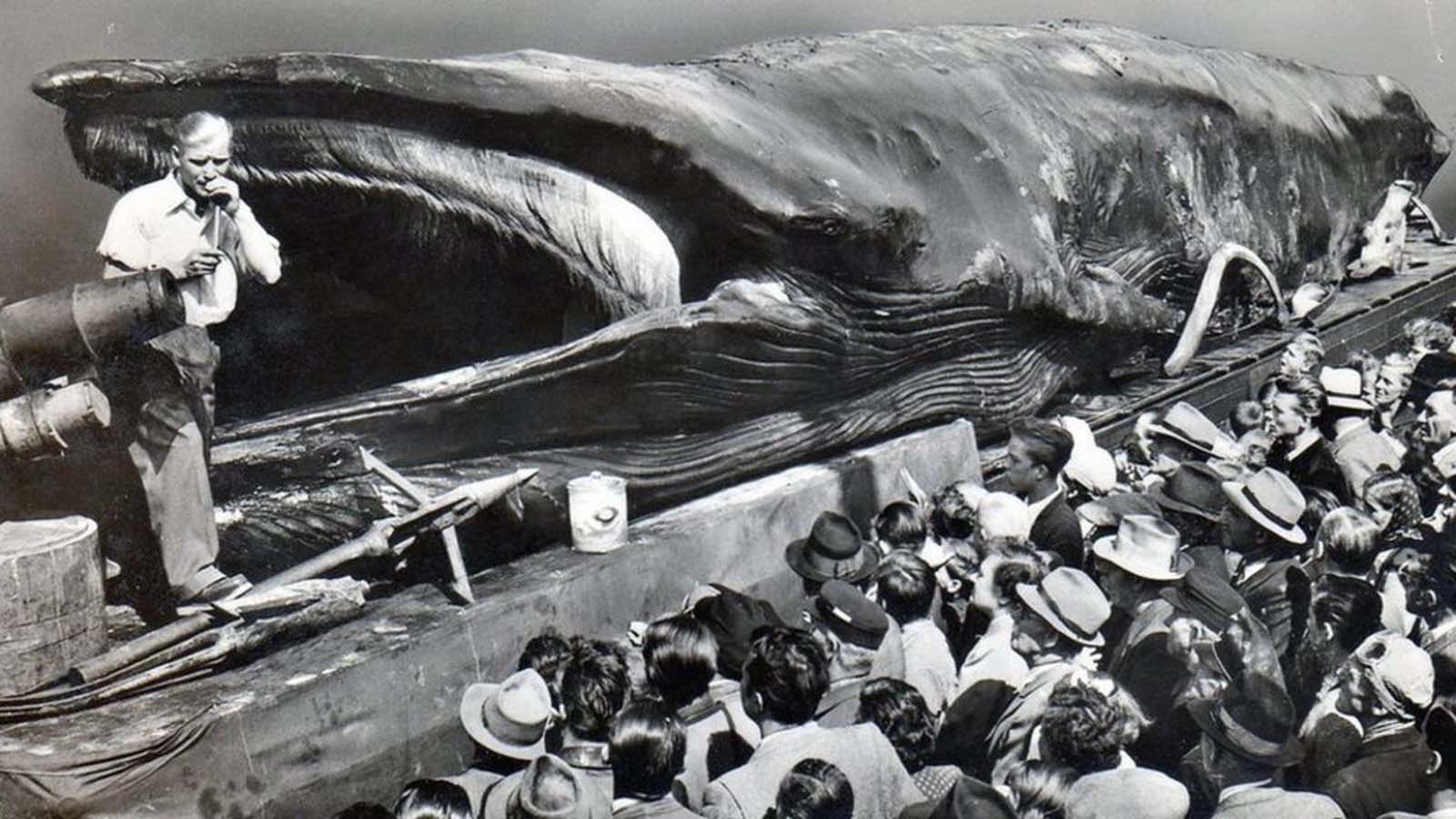 Instruments of whale-killing, such as harpoons, were displayed alongside the corpse.
