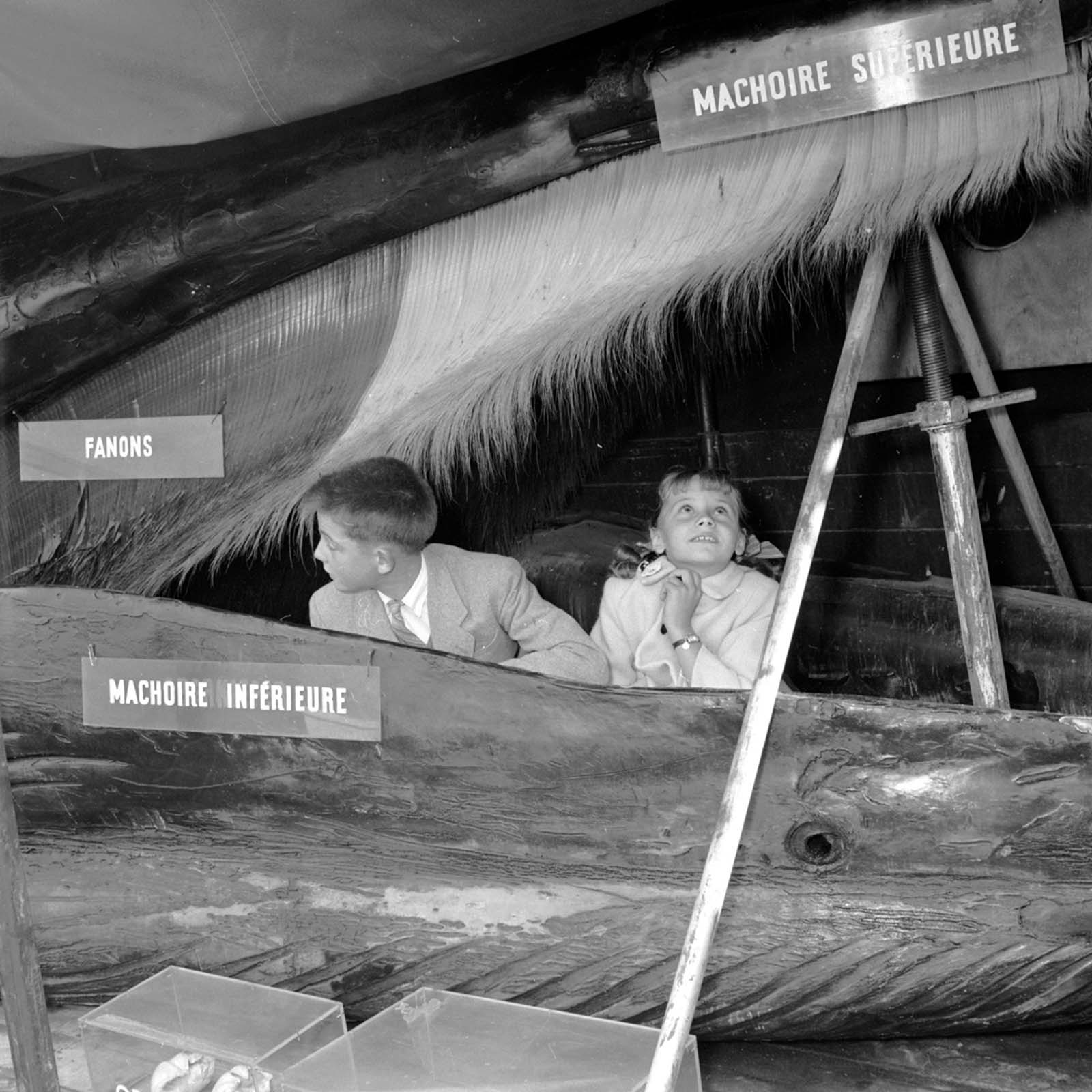 Children peer inside the mouth of “Jonah” the whale.