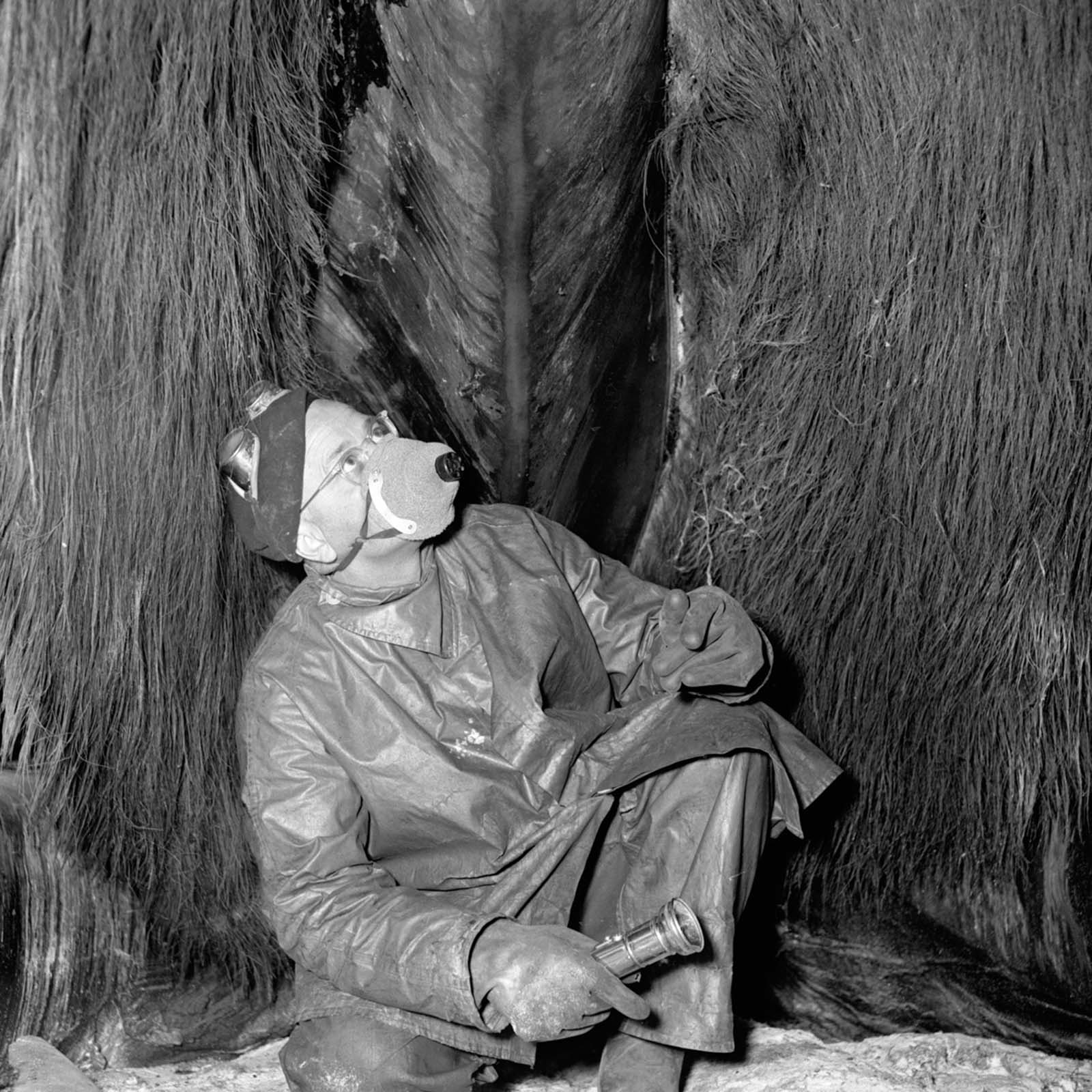 Dr. Rolf Heinriche inspects the inside of the whale’s throat.