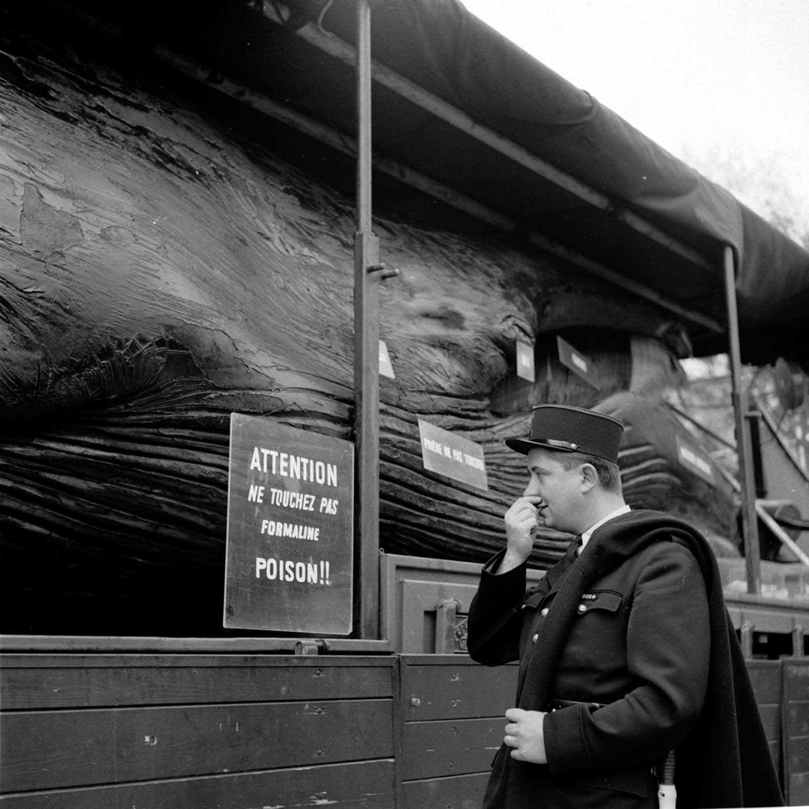 A police officer holds his nose while reading a warning against touching the formaline-full whale.