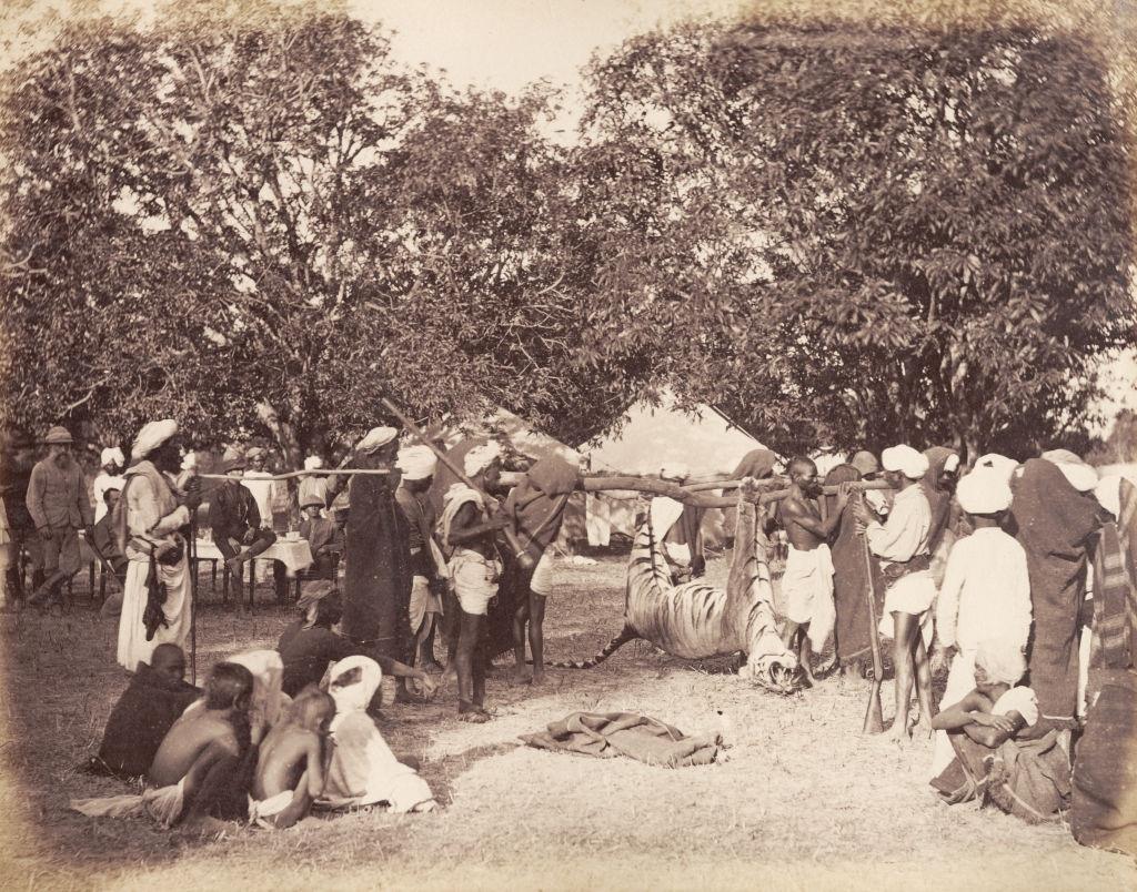 Tiger Shooting game in India, 1870s.