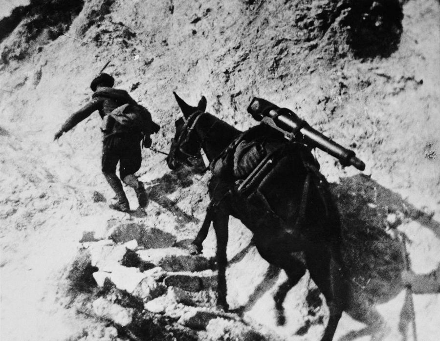 A mule carries heavy weaponry on the high trails of the Isonzo front. 1916.