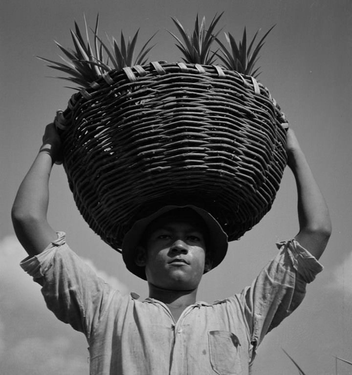 A worker on a pineapple plantation near Manati.