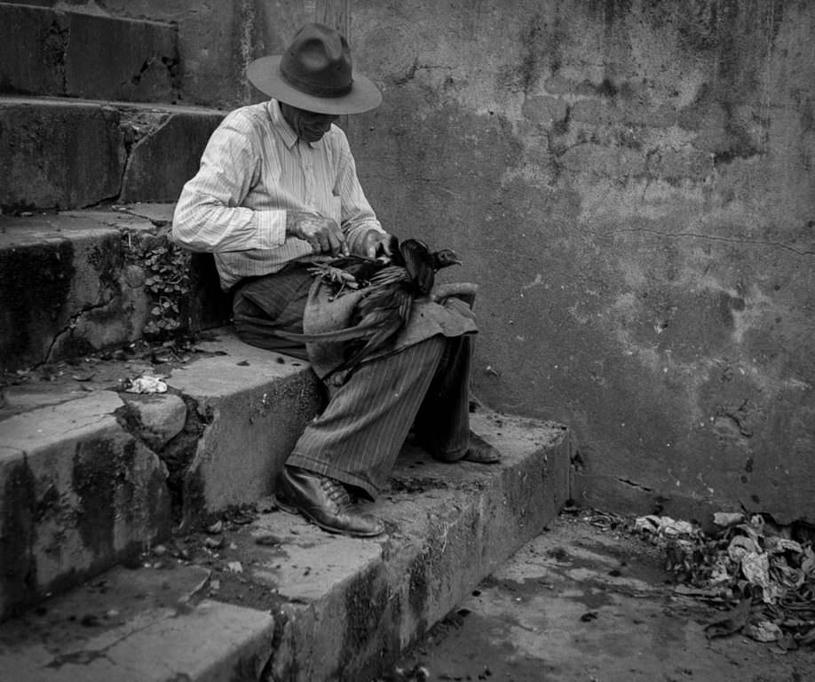 A man trims a fighting rooster in Utuado.