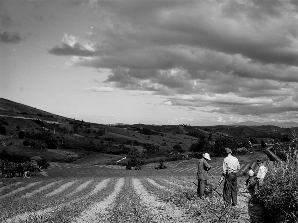 A pineapple plantation near Corozal.