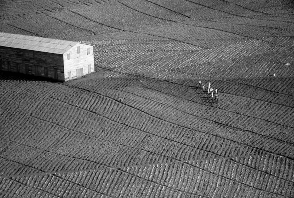 A tobacco farm in the Puerto Rico Rehabilitation Administration agricultural experiment area near Cayey.