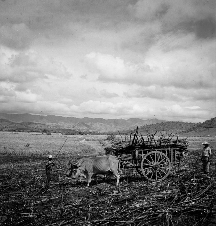 Laborers harvest sugarcane from a burned field near Guanica.