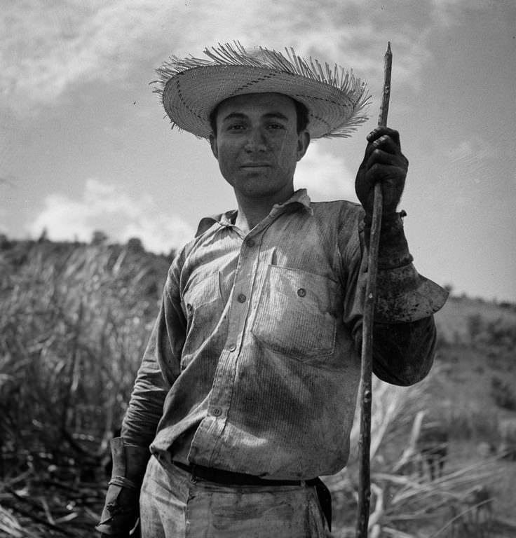 An ox cart driver in a burned sugar cane field near Guanica.