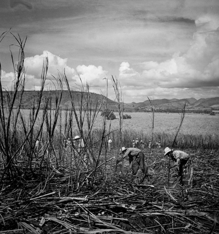 Laborers harvest sugarcane near Guanica.