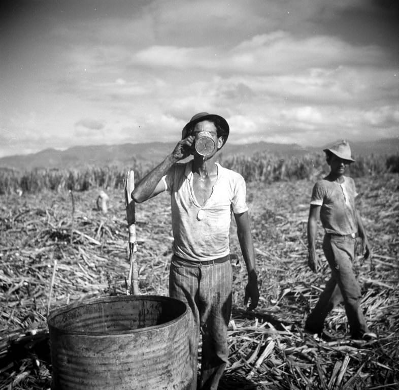A worker on a sugar plantation takes a drink of water.