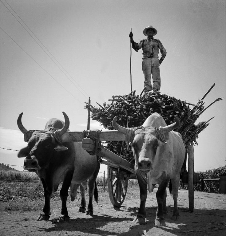 A cartload of sugarcane near Guanica.