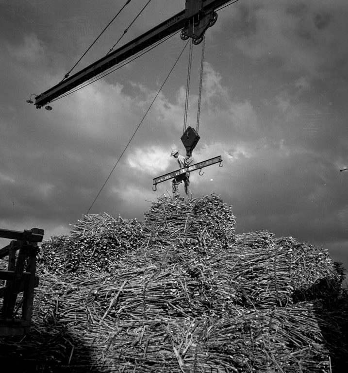 A worker unloads sugarcane at a depot in San Sebastian.