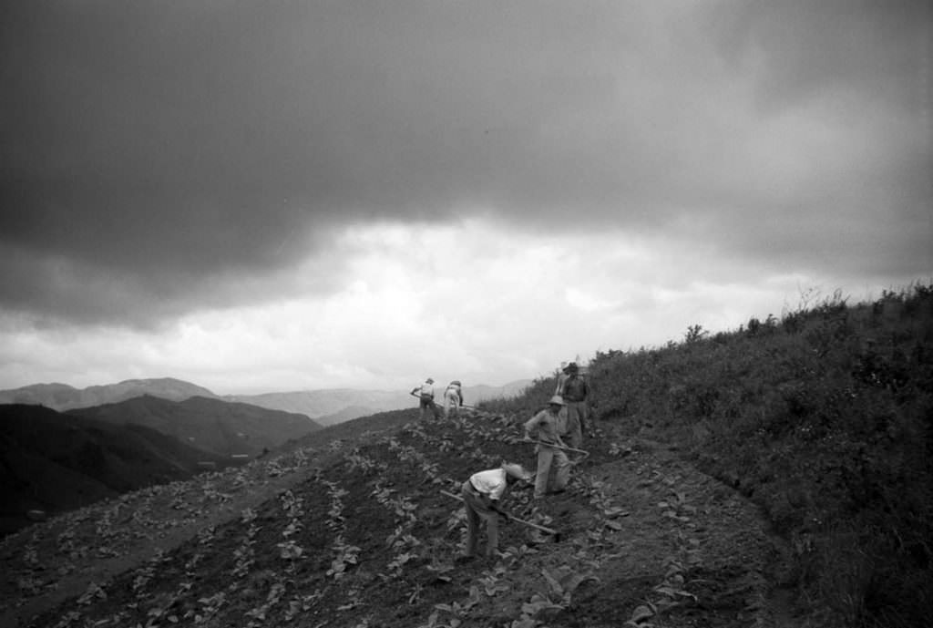 Farmers cultivate tobacco near Barranquitas.