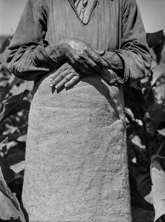 A woman working in a tobacco field near Barranquitas.