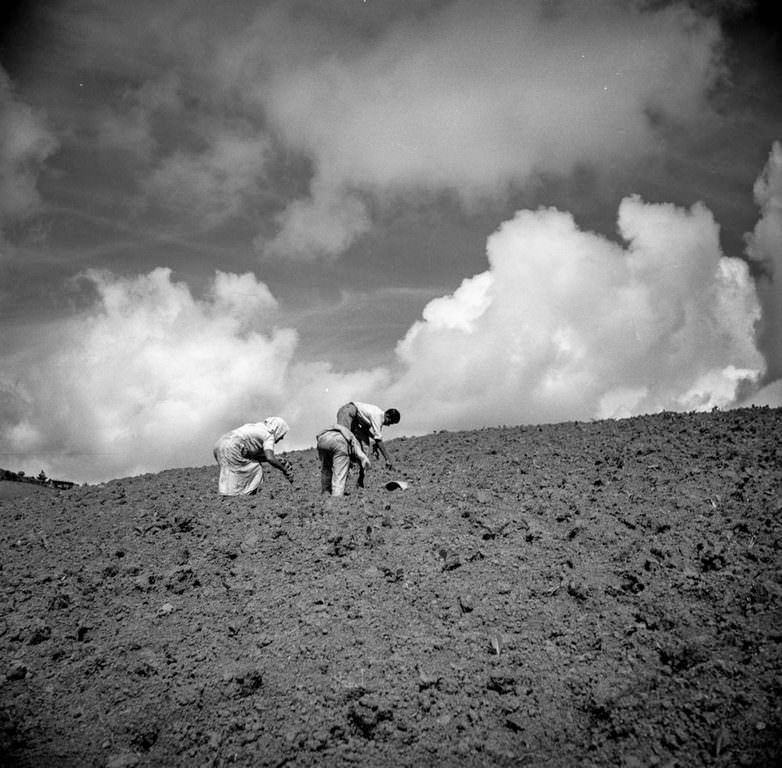 Jíbaros (traditional farmers of the mountainous interior of the island) plant tobacco in a hillside.