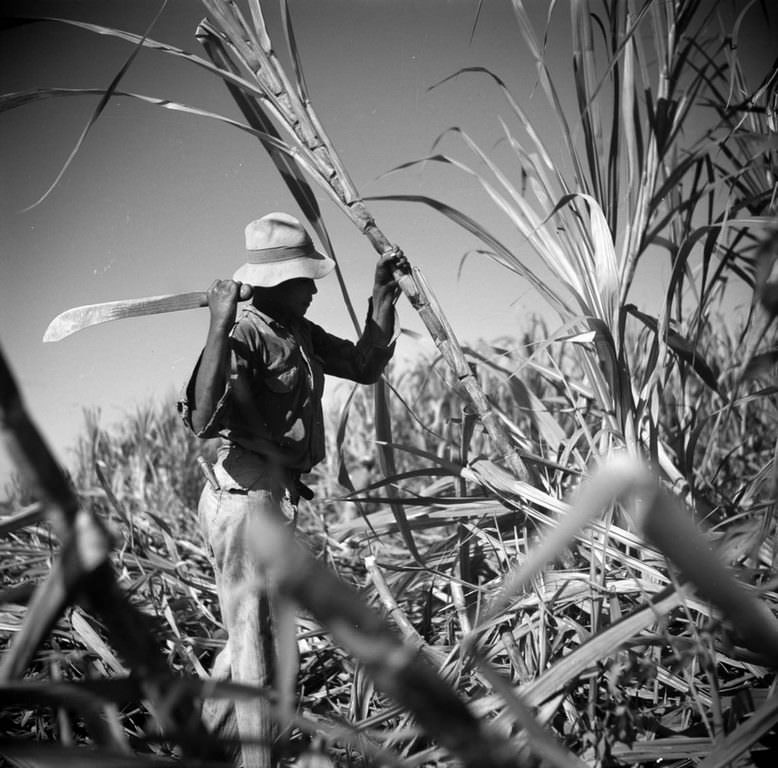 A worker cuts sugarcane on a plantation.