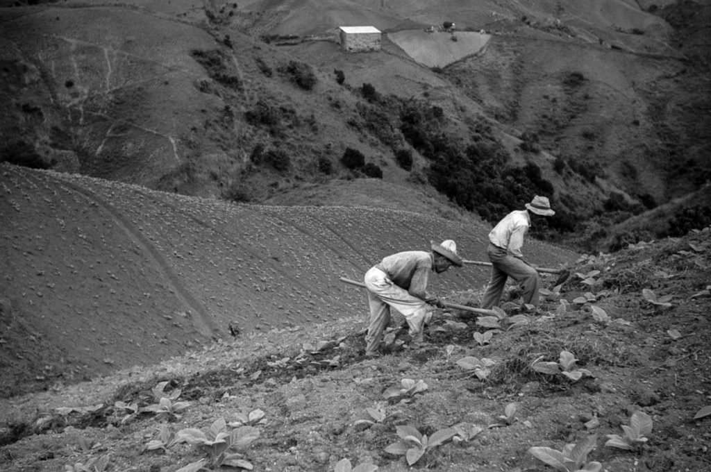 Farmers cultivate tobacco near Barranquitas.