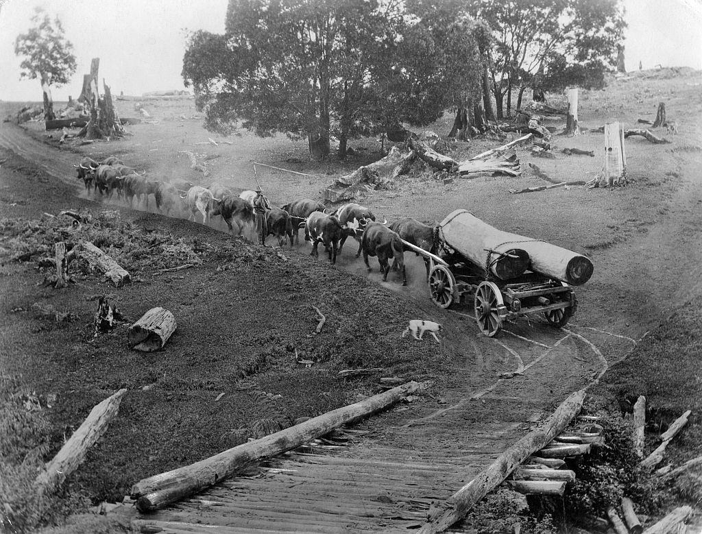 Australia, transport of walnut trees with oxcart in Queensland - 1936