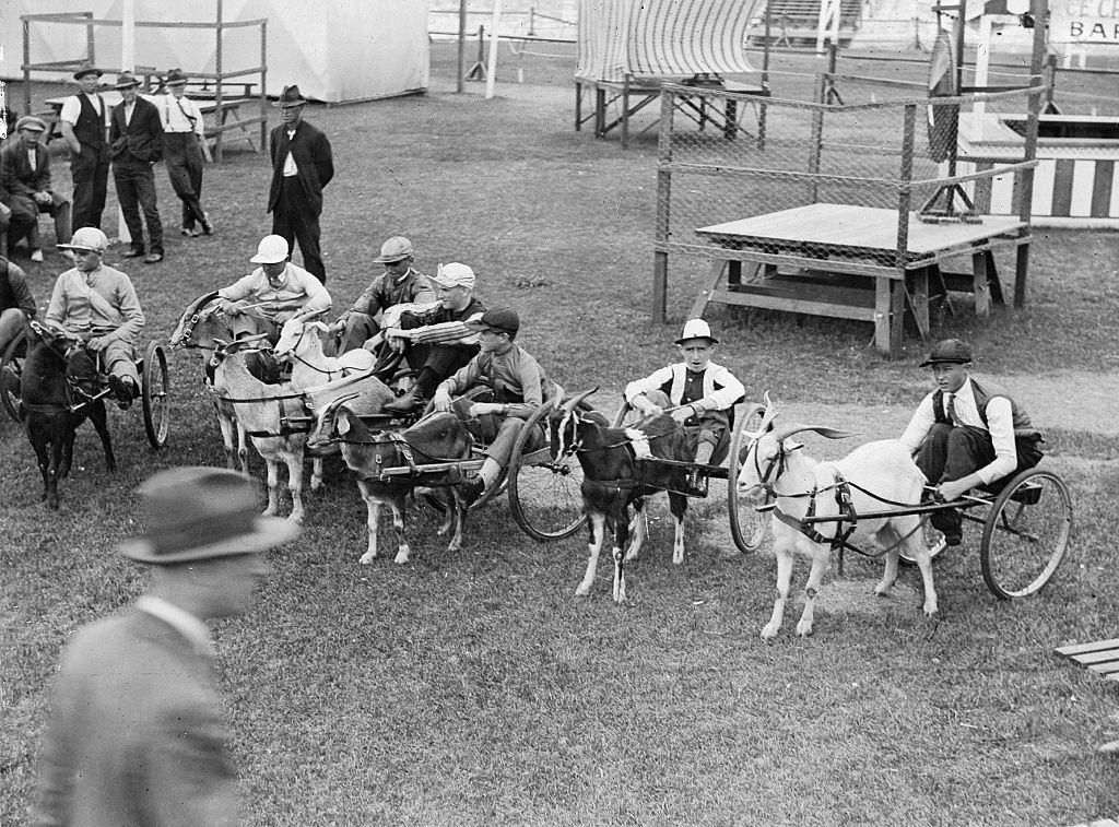 Animal taming goats races in Queensland, 1930.