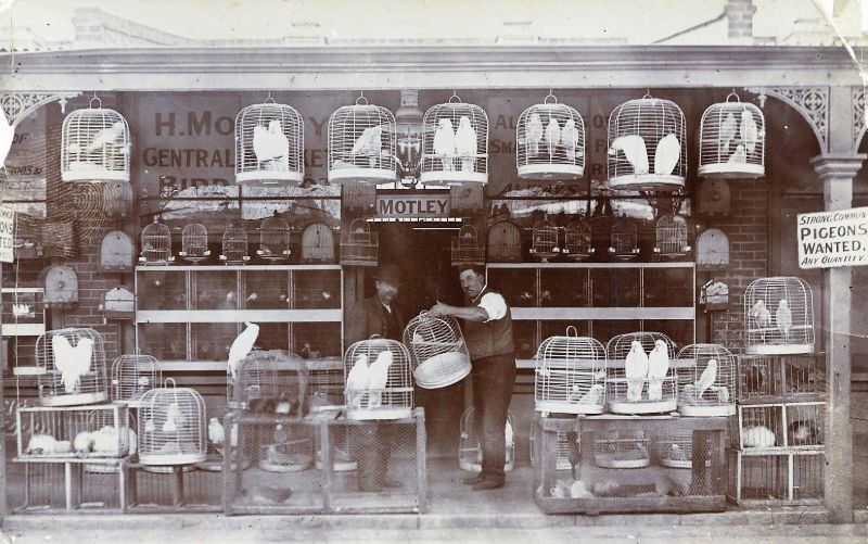 H. Motley bird depot, Central Market, Adelaide, 1908