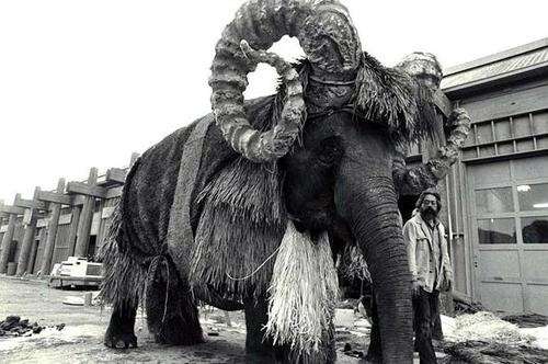 A Bantha during filming of the original Star Wars. Instead of creating a CGI bantha, an elephant was dressed in a costume of fur and fake horns.