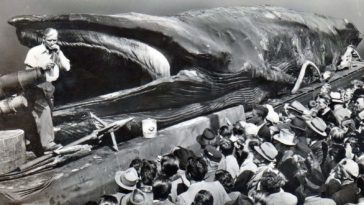 Dead rotting whales Europe