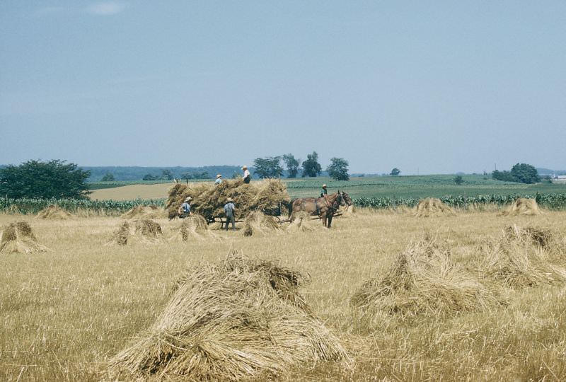 Amish harvest, Lancaster Co., Pennsylvania. July 1957