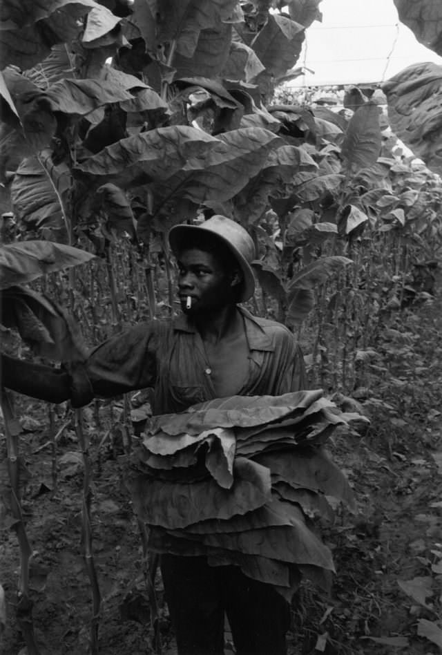 Man with cigarette picking leaves, 1966