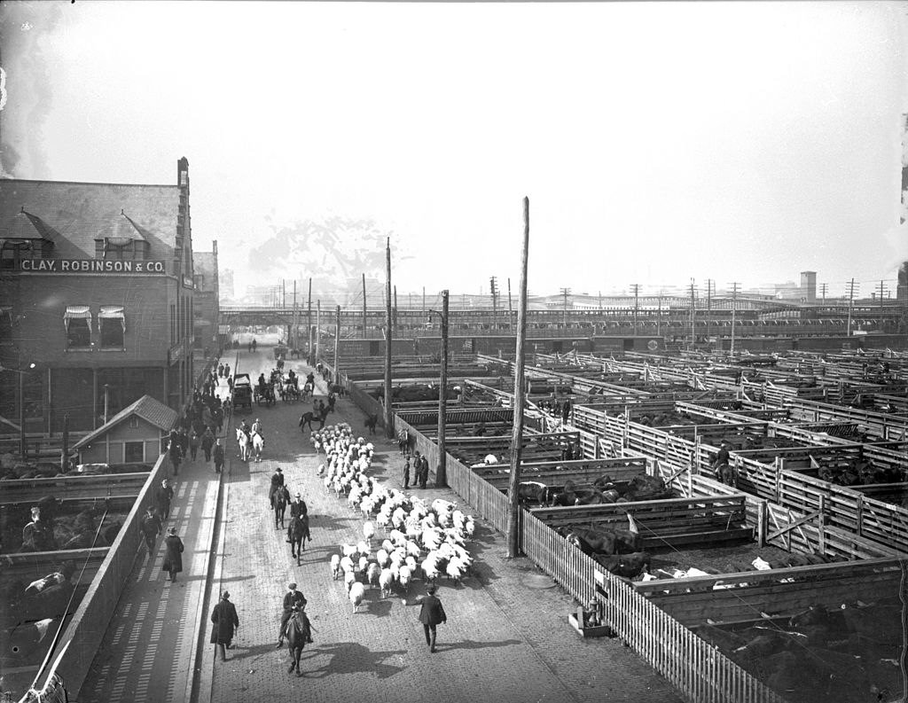 View of livestock pens and workers herding sheep at the Union Stock Yard. Chicago circa 1910s.