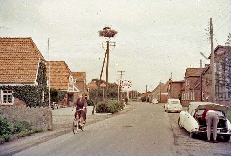 Storks at Vedersø, 1965
