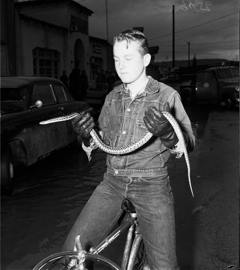 A boy holding a snake caught from flood water, Los Angeles. 1952.