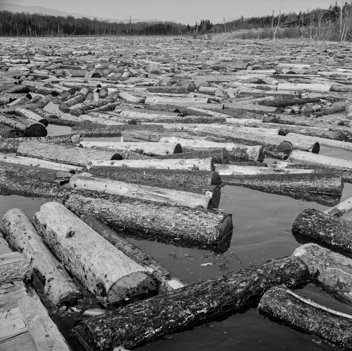 Pulpwood accumulated in the Kennebago River waiting to be sluiced through the power dam.