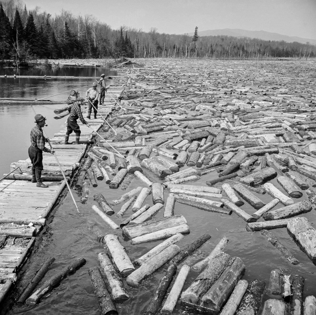 Woodsmen use pikes to guide the logs.