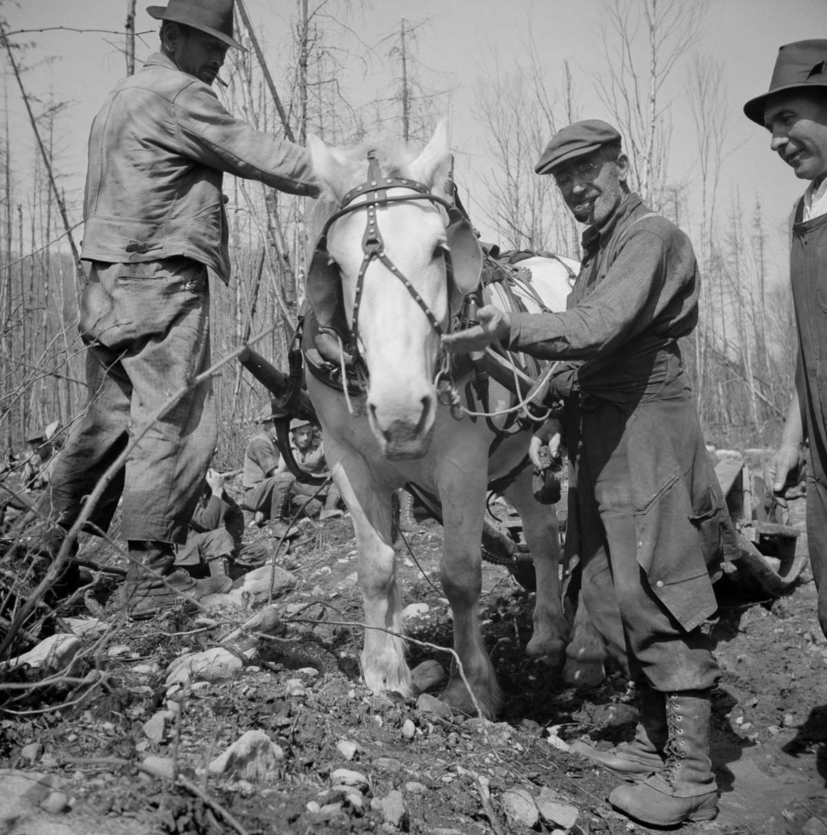 Maine Woodsmen: Fascinating Vintage Photos Show Woodsmen Shepherding Timber Through the rivers And Lakes