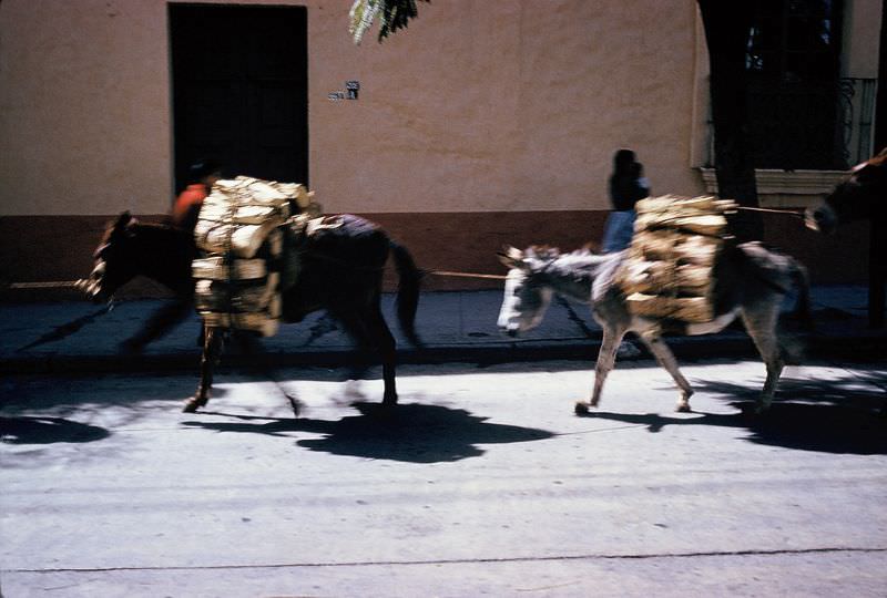 Burros loaded with firewood, Cuernavaca. December 1958