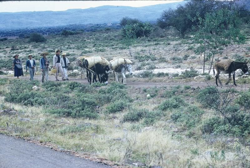 Burro caravan alongside road, Mexico, December 1958